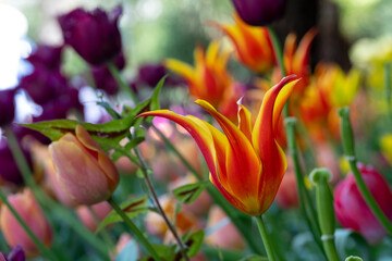 Colourful tulips, photographed in springtime at Victoria Embankment Gardens on the bank of the River Thames in central London, UK.