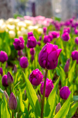 Obraz na płótnie Canvas Background of many purple tulips. Floral background from a carpet of purple tulips.