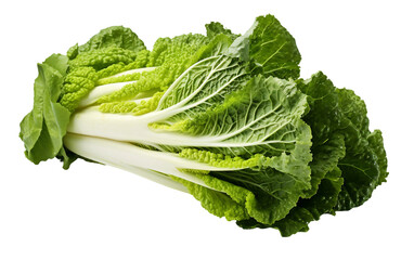 Chinese Cabbage Against Transparency - obrazy, fototapety, plakaty