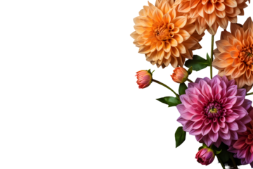 Dahlia flowers isolated on transparent background, Top view flat lay. Valentine's, womens, mothers day, birthday or wedding concept. PNG, cutout.