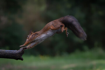 Beautiful jumping Red Squirrel (Sciurus vulgaris) landed on a branch in the forest of Noord Brabant in the Netherlands.           