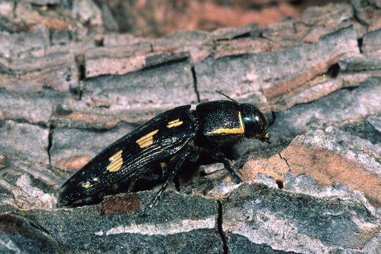Pine buprestid beetle, Flat headed woodborer (Buprestis novemmaculata) Buprestis (Buprestis) novemmaculata. Punta Giglio. Alghero. Sardinia. Italy
