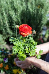 Vibrant red ranunculus blooming in a verdant garden during springtime - 788756437