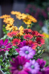 Red, yellow and purple African daisies blooming in outdoor garden during sunny daytime - 788756651