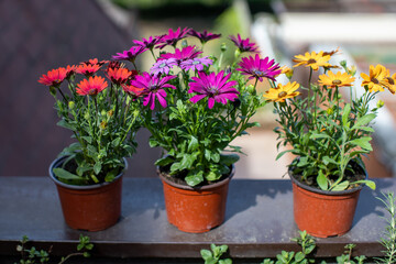 Vibrant red, purple and yellow African daisies blooming in outdoor pots during sunny daytime - 788757420