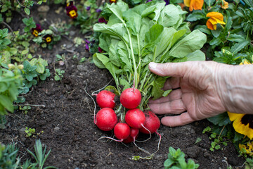 Freshly harvested red radishes held by a gardeners hand in a lush garden during spring