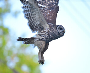 owl in a tree