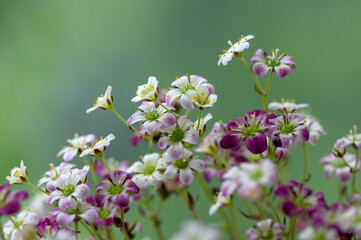Saxifraga arendsii white purple red flowering plant, mossy saxifrage flowers in bloom