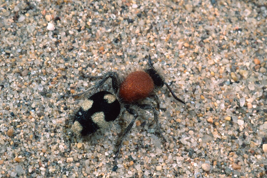 Velvet Ant Wasp, Dasylabris maura. Female on ground. Sardinia, Italy,