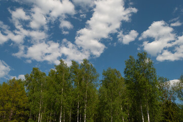 Birches against a background of blue sky with white clouds, spring time