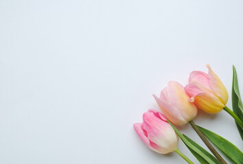 bouquet of pink tulips on a white background