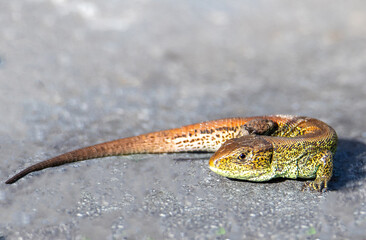 Close-up with a Lacerta agilis lizard in the natural environment
