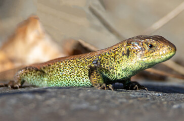 Close-up with many ticks on the body of a lizard