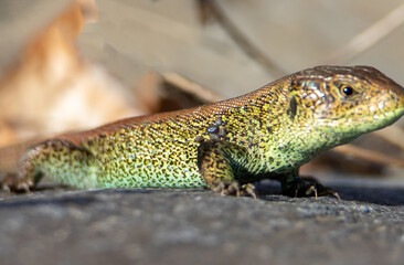 Close-up of ticks on the body of a lizard