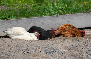 Close-up with chickens Taking a Dust Bath