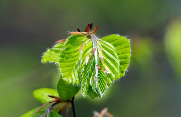 Close-up of raw young beech leaves on a twig in spring