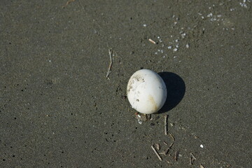 Turtle Egg, Playa Ostional