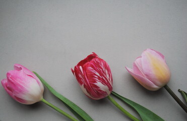 pink tulips on a gray  background. Postcard, background, place for text, top view, copy.