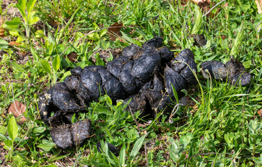 Bear droppings after eating grass