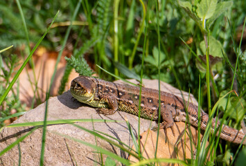 Close-up with a field lizard (Lacerta agilis) in the natural environment