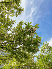 Blooming tree with white flowers against a background of a blue bright sky with clouds. Tree blossoms in summer