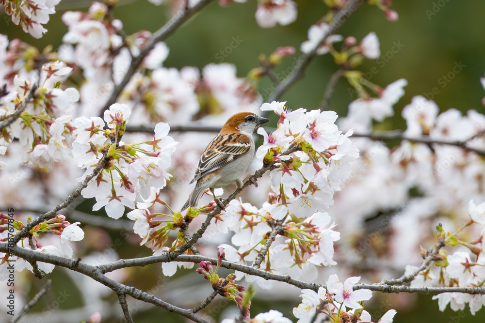 Wall mural 桜の木にとまるとニュウナイスズメ　