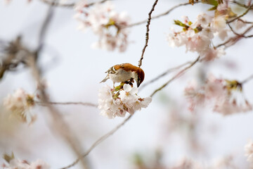 桜の木にとまるとニュウナイスズメ　