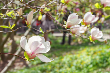Blooming tree branch with white Magnolia soulangeana flowers in park or garden on blue sky background with copy space. Nature, floral, gardening.