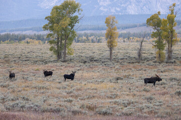 Bull Moose With Cows During the Rut in Autumn in Wyoming