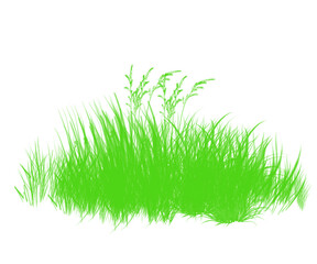 grass isolated on white. PNG file