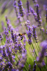 Fototapeta premium lavender flowers in region with bee