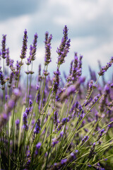 lavender field in region