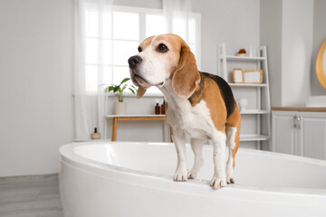Cute Beagle dog in bathtub