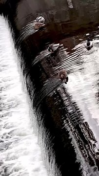 Wasser, cascada, fluss, bach, natur, welle, durchfluss, enten, rauschen