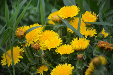 Close up of blooming yellow dandelion flowers Taraxacum officinale in garden on spring time. Detail...