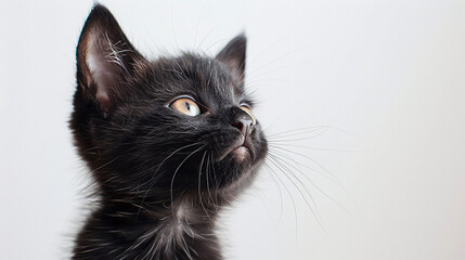 black cat portrait, Black kitten with striking blue eyes on a light grey background. Intriguing pet gaze concept for design and print.