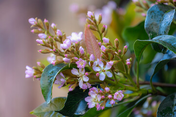Selective focus of pink flower with green leaves in the garden, Rhaphiolepis is a genus of about...