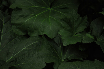 Photo background of plant leaves, for use in graphic design