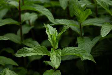 Mint grows in the garden in spring in April, for making mint tea