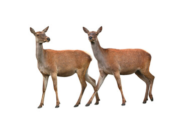  two deer isolated on a white background