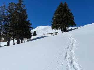 Wonderful winter hiking trails and traces after the winter snowfall above the tourist resorts of Valbella and Lenzerheide in the Swiss Alps - Canton of Grisons, Switzerland (Schweiz)