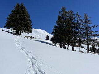 Wonderful winter hiking trails and traces after the winter snowfall above the tourist resorts of Valbella and Lenzerheide in the Swiss Alps - Canton of Grisons, Switzerland (Schweiz)