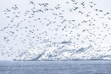Vardo, Norway: seaside shore view among flock of guillemots in flight