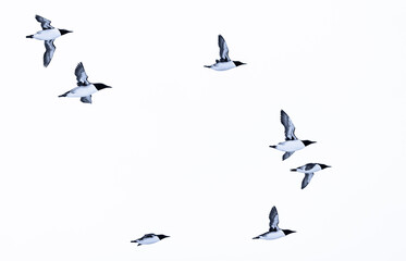  flock of guillemots in flight