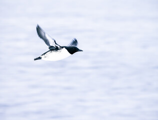  guillemot  in flight with intentional wing movement