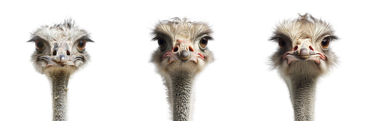 Set of A Ostrich is in the on a ,transparent background