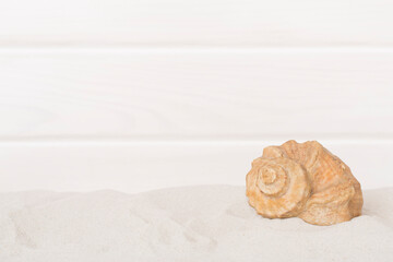 Sea shells on sand against wooden background