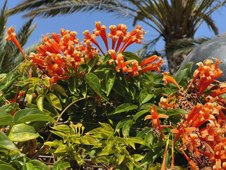 Pyrostegia venusta oder Flammenwein leuchtend orange blühende Pflanze auf La Gomera