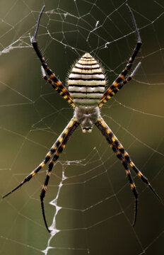Banded Tiger Spider Poised in Web