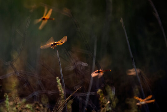 Dragonflies in evening light